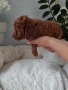 Той Пудел Poodle toi , снимка 5