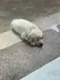 Лабрадор Ретривър, снимка 10