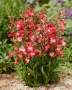 Пенстемон червен,Penstemon polaris Red, студоустойчив, снимка 4