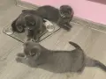 Британска късокосместа и шотландски клепоухи котенца , снимка 16