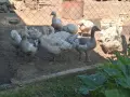 Продавам гъски! , снимка 2