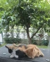 Подаряват се малки котенца, снимка 1