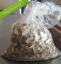 Гъби Сушени / Замразени Манатарка, Челадинка, Пачи крак, снимка 3