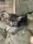 4 малки котенца, снимка 10