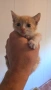 Мъжко котенце на 1 месец си търси любящо семейство, снимка 2