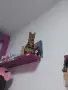 Сококе женска търси партньор , снимка 5