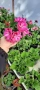 КРАЛСКО МУШКАТО( Pelargonium grandiflorum). – богато цъфтящо и ефектно в саксия ф 10,5 см, снимка 1