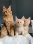 Мейн кун котенца / Мейн куун котенца / Maine coon kittens, снимка 10