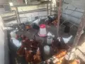 Продавам млади кокошки, снимка 5