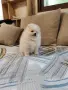 Померанче мъжко , снимка 2