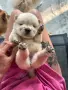 Чау - Чау  💙🐾🐶 Най-пухкавите Чау Чау бебета очакват своите нови семейства , Много скоро 🎉🪭❤️✨🐾🥰🐩➡️⤵️, снимка 1