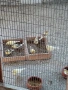 Продавам канари , снимка 2