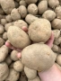 продавам картофи , снимка 2