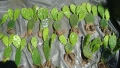 Опунция (Opuntia), снимка 3