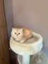 Персийски котенца , снимка 5