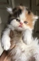 Персийски котетата, снимка 2