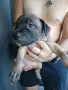 🐶 Продавам красиви Американски Питбул кученца - 8 броя, 2 месеца, снимка 7