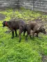 Кученца Плотхаунд, снимка 7