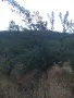 Продавам сливи лично производство , снимка 4