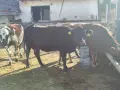 Продавам крави и телета , снимка 6