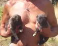 Свободни кангали Тигрови линия чапар , снимка 5