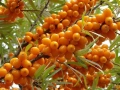 Облепиха (Hippophae), снимка 7