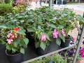 🩷🌿💜 Impatiens walleriana 'Raffael Star Mix' (Циганче / Импатиенс), снимка 3