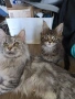 Мейн Куун котета, снимка 4