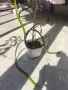 Selenicereus grandiflorus , снимка 3