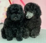  Черен Мини пудел момиче, снимка 4