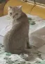 Британка на 2 години, Подаряваме  , снимка 1