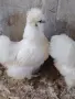 Продавам чифт американски копринки , снимка 1