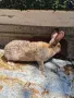 Продавам  женски заек, снимка 1