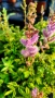 Астилбе, Astilbe, многогодишно за сянка!!, снимка 6