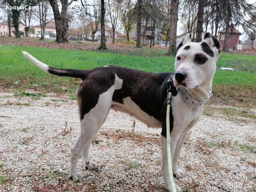 Подарява се , снимка 1