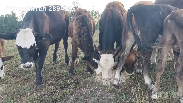 бозайници и отбити телета , снимка 3 - Крави - 55388104