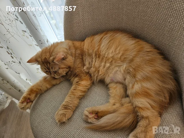 Продавам полуперсийско коте, снимка 5 - Персийска - 55313976