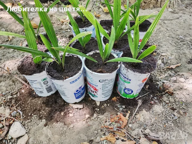 продавам палми трахикарпус България 2 евро за брой и семена 50 бр - 8 евро, снимка 7 - Разсади - 41623948