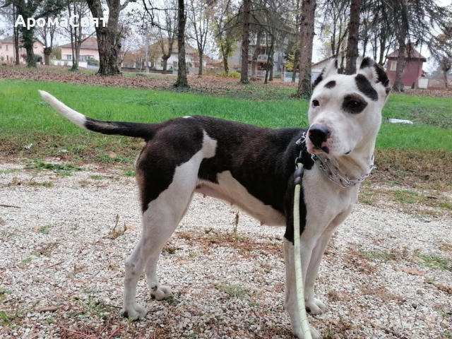 Подарява се 