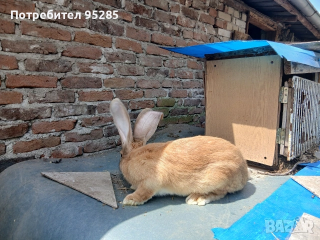 Породисти зайци, снимка 4 - Други - 54572305