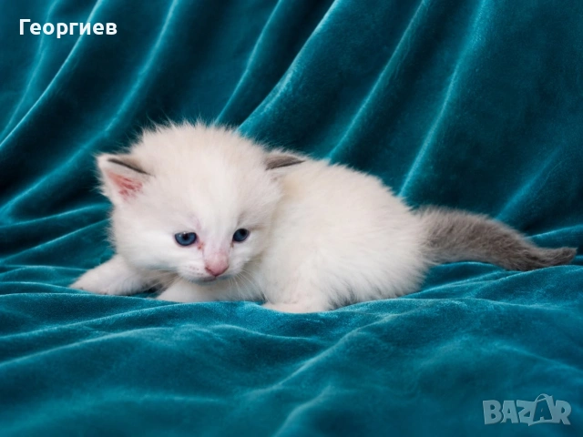 Регдол коте , снимка 4 - Други - 49355838