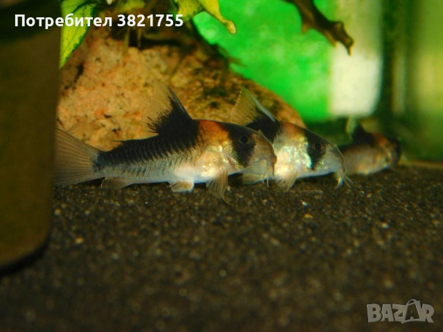 Сомче, сомче corydoras duplicareus, снимка 2 - Рибки - 55246434