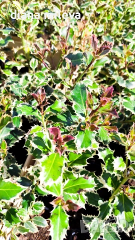 Джел, Илекс Сребърна Кралица, Ilex aquifolium Silver Queen, студоустойчив, многогодишен бодлив храст, снимка 13 - Градински цветя и растения - 54556939