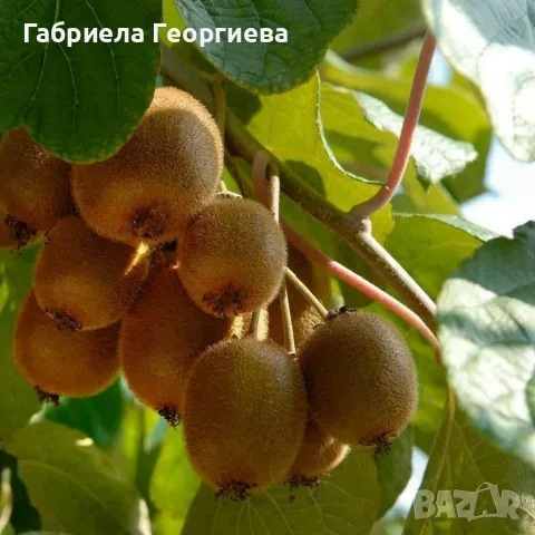 Киви (самоопрашващо)