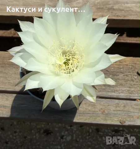 Кактус Echinopsis Hybrid цвят крем 