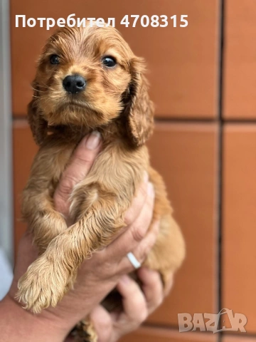 Кокер шпаньол червен игриво  момче