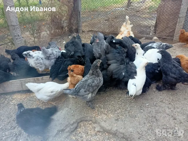 Пиленца(пилета) излюпени на 02.06.2026г.., снимка 2 - други­ - 55062573