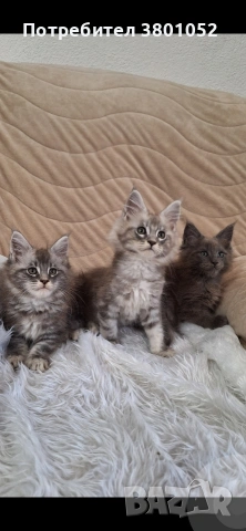 Продавам котета, снимка 2 - Мейн кун - 54975532