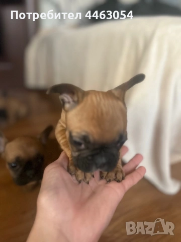 Бебета Френски Булдоци, снимка 5 - Френски булдог - 54174661