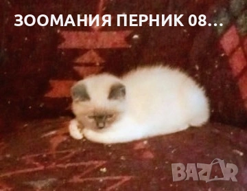 Котета Британска късокосместа , снимка 6 - Други - 51804431